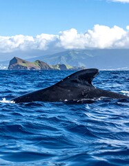 Fototapeta premium Whale fin in ocean near islands