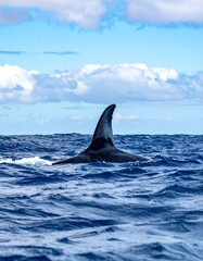 Fototapeta premium Whale fin above ocean waves