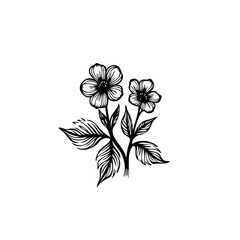 Elegant floral sketch illustration, delicate blossoms and leaves, botanical art in minimalist
