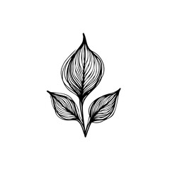 Elegant hand drawn botanical leaves illustration showing delicate lines offering simple charm,