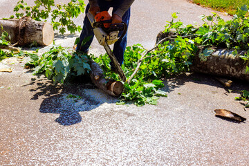 Service person uses chainsaw to cut tree branches while standing on sidewalk at suburban road