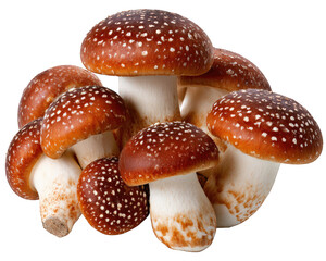 Obraz premium Fresh brown shiitake mushroom group isolated for culinary use. Healthy organic food ingredient for gourmet cooking, providing savory and wholesome eating experience