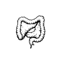 Illustration presenting the detailed anatomy of the human colon showing the structure and