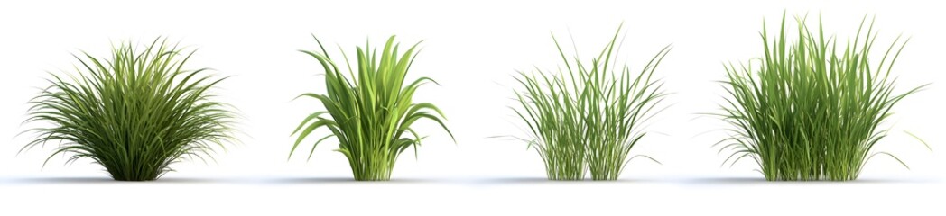 Set of grasses in four unique poses on white background