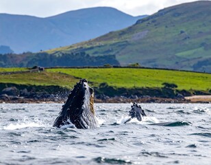 Whales surfacing in a coastal scene