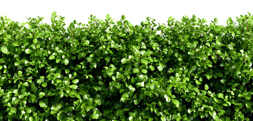 Lush green bush creates a vibrant natural privacy screen perfect for backgrounds and adding a touch of organic beauty to any design, offering a fresh and lively aesthetic for your project