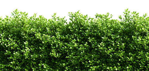 Obraz premium Lush green boxwood hedge providing natural privacy and a vibrant backdrop for your design projects or serene landscaping visuals, perfect for adding a touch of nature and tranquility