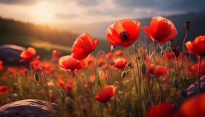 Fototapeta premium Amapolas Rojas