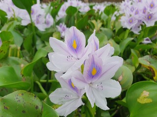 green leaves blown by the wind