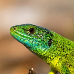 Fototapeta premium Close-up of a vibrant green lizard