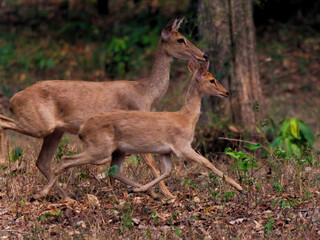 Two Deer run away into jungle at Huai Kha Khaeng Wildlife Sanctuary Thailand