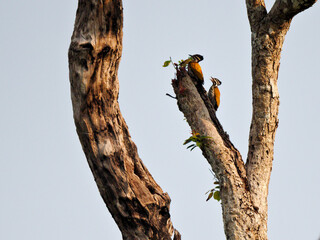 Two Female Woodpeckers are perched on the treetop, one is opening its beak to sing at Nam Nao National Park Thailand
