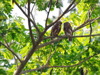 Pair of Asian Barred Owlets perch on a branch, courting at Kaeng Krachan National Park Thailand