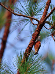 A Burmese Nuthatch perched on a pine tree was hanging upside down at Nam Nao National Park...