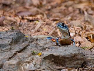A butterfly lizard stretched its neck on the rock, displaying its beautiful colors and patterns at Nam Nao National Park Thailand