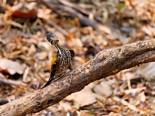 A female woodpecker perched on a log, looking straght ahead at Huai  Kha Khaeng wildlife Sanctuary Uthai Thani Thailand