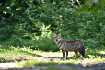 A Golden Jackal or Asiatic Jackal or Reed wolf paused near a bush, its bushy tail visible at Kaeng Krachan National Park Thailand