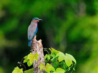 A Indochinese Roller or Indian Roller sat still on a pole with green backdrop at Kaeng Krachan National Park Thailand