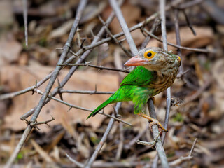 A Lineated Barbet perched on a stick, its yellow eye-ring and whiskers visible at Huai Kha Khaeng wildlife sanctuary Thailand