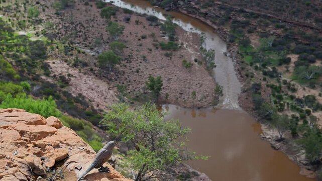 bronze statue of peregrine falcon at iconic skywalk bridge high above Murchinson river in beautiful landscape of Kalbarri national park, Western Australia with beautiful red sandstone rock formation.
