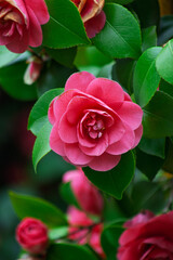 pink rose in garden