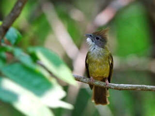 A puff-throated Bulbul perched on a branch with puffy throat and crest feathers visible at Nam Nao National Park Thailand
