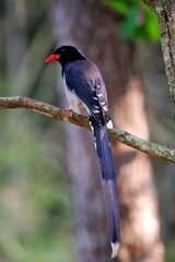 A red-billed Blue-magpie perched on a branch displaying the red beak and beautiful blue feathers at Huai Kha Khaeng Wildlife Sanctuary Thailand