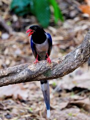 A red-billed Blue-magpie perched on a tree trunk displaying the red beak and beautiful blue feathers at Huai Kha Khaeng Wildlife Sanctuary Thailand