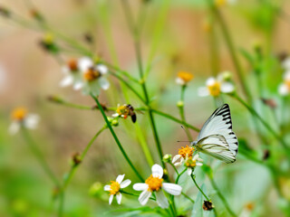 A Striped Albatross butterfly is perched on a daisy, sipping nectar at Kaeng Krachan National Park Thailand