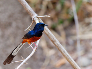 A White-rumped Shama perched on a bamboo stick at Huai Kha Khaeng Wildlife Sanctuary Thailand