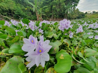 green leaves blown by the wind