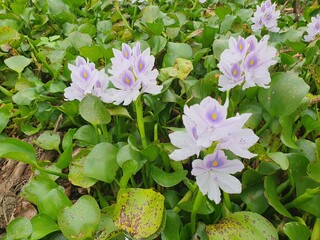 green leaves blown by the wind
