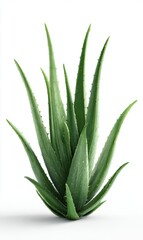 Fototapeta premium Fresh Aloe Vera Plant with Green Leaves on White Background