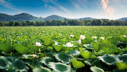 Fototapeta premium A Lotus Field Full Of Green In Midsummer