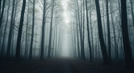 Obraz premium Mystical shrouded forest path inviting introspection and a sense of quiet exploration