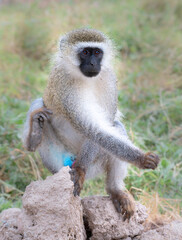Vervet Monkey (Chlorocebus pygerythrus) in Amboseli National Park, Kenya
