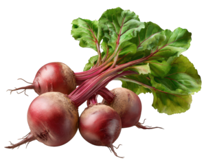 Fresh bunch of beetroot root vegetable with green leaf. This organic raw harvest healthy vegetarian ingredient for cooking and wholesome food design element