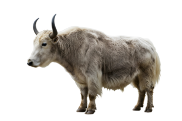 Tibetan white yak isolated on transparent cutout background, cut out, png