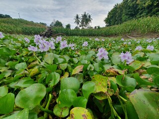 green leaves blown by the wind