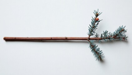 A long, light brown branch with teal-green needles and small red berries extends horizontally