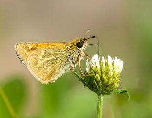 Fototapeta premium Butterfly on a clover flower