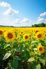 Vibrant yellow sunflower field stretching to the horizon under a bright summer sky Perfect for summer, nature, and agriculture themes Enjoy the beauty of nature's artistry , horizon, close-up