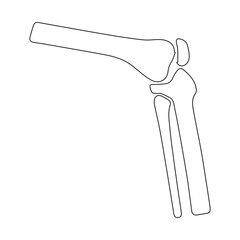 Human Knee Joint Outline