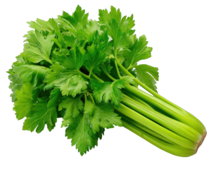 Vibrant fresh green bunch of celery stalks and leaves isolated on background. healthy raw vegetable food for nutrition, diet, and cooking. crisp, appealing sight