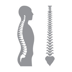 Spine Illustration