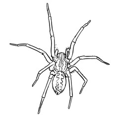 Spider vector line art illustration