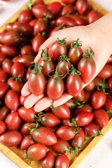 Fresh Small Cherry Tomatoes Assortment in Hands - Colorful Mixed Heirloom Varieties with Green Stems
