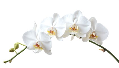 Obraz premium Delicate white orchids gracefully arch against a pure white background.