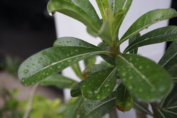 rain drops on leaves