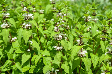 White Lamium flowers with green leaves in close up, blooming in the garden under sunlight, showing delicate petals and natural foliage.